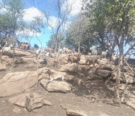 Sustainability drive: Rushinga farmers urged to commercialize livestock