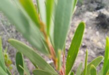 An Eye on Invasive Plants: A Living Peril to the Cape Floral Kingdom