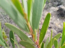 An Eye on Invasive Plants: A Living Peril to the Cape Floral Kingdom