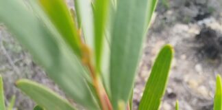 An Eye on Invasive Plants: A Living Peril to the Cape Floral Kingdom