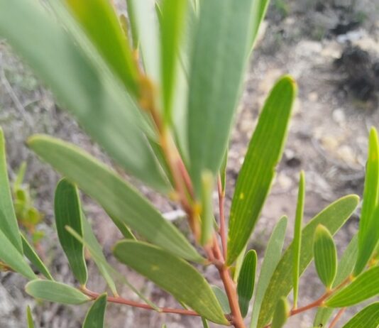 An Eye on Invasive Plants: A Living Peril to the Cape Floral Kingdom