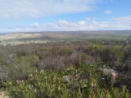 Bending the Biodiversity Curve: The Role of Private Stewardship in Nature Conservation