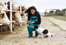 The hidden role veterinarians play in South Africa’s economy