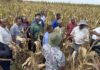 IITA, CIMMYT launch initiative to drive adoption of climate-resilient, high-yield maize hybrids in West Africa