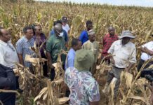 IITA, CIMMYT launch initiative to drive adoption of climate-resilient, high-yield maize hybrids in West Africa