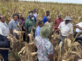 IITA, CIMMYT launch initiative to drive adoption of climate-resilient, high-yield maize hybrids in West Africa