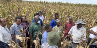 IITA, CIMMYT launch initiative to drive adoption of climate-resilient, high-yield maize hybrids in West Africa