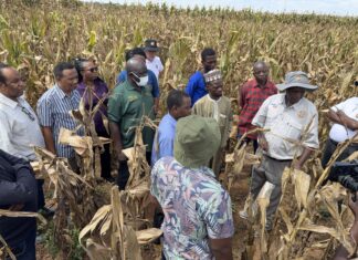 IITA, CIMMYT launch initiative to drive adoption of climate-resilient, high-yield maize hybrids in West Africa