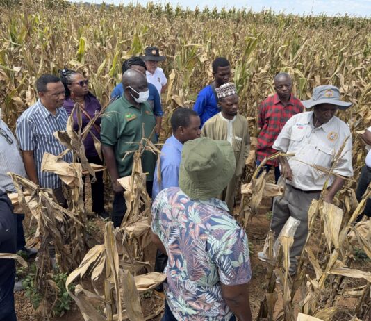 IITA, CIMMYT launch initiative to drive adoption of climate-resilient, high-yield maize hybrids in West Africa
