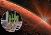 Pannar Seed unveils plan to grow climate-resilient hybrid crop on Mars by 2027