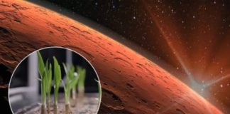 Pannar Seed unveils plan to grow climate-resilient hybrid crop on Mars by 2027