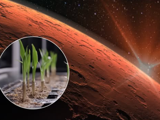 Pannar Seed unveils plan to grow climate-resilient hybrid crop on Mars by 2027