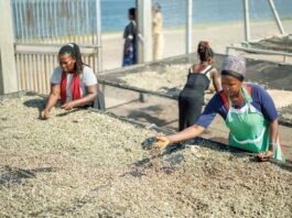 IFAD and Bank of Uganda launch remittance dashboard to strengthen transparency and financial inclusion