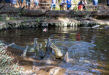 Kenya’s Live Reptile Exports Surge 10-Fold as Over 870,000 Animals Enter Global Trade