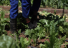 From Seed to Success: Growing a new generation of farmers