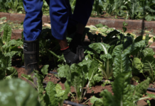From Seed to Success: Growing a new generation of farmers
