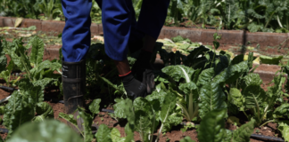 From Seed to Success: Growing a new generation of farmers