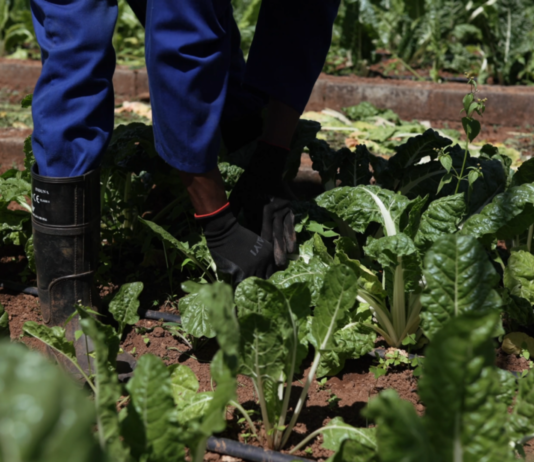 From Seed to Success: Growing a new generation of farmers