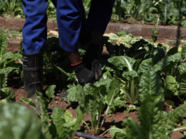From Seed to Success: Growing a new generation of farmers