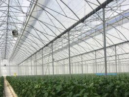 Using IPM and active crop protection, Arrigoni Group takes on insect pests in seed crops