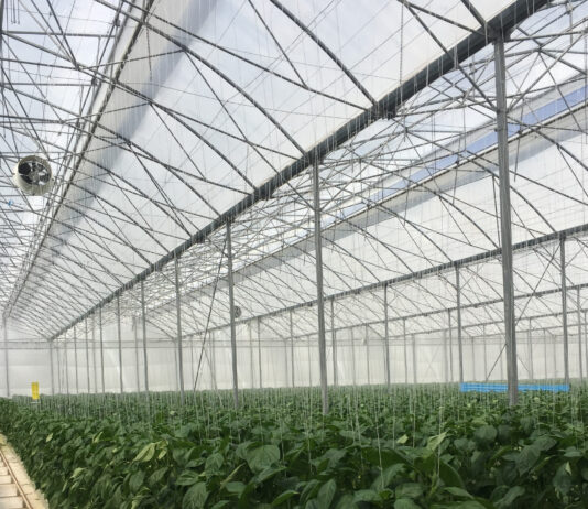 Using IPM and active crop protection, Arrigoni Group takes on insect pests in seed crops