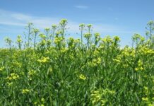 Bayer and bp to scale camelina as intermediate biofuel crop