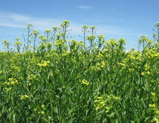 Bayer and bp to scale camelina as intermediate biofuel crop