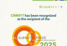 CIMMYT receives 2025 Al-Sumait Prize for African Development, recognizing decades of science for food security