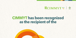 CIMMYT receives 2025 Al-Sumait Prize for African Development, recognizing decades of science for food security