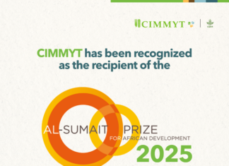 CIMMYT receives 2025 Al-Sumait Prize for African Development, recognizing decades of science for food security