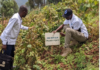 Rwanda’s school meals initiative drives higher income for local farmers