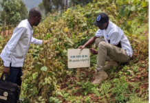 Rwanda’s school meals initiative drives higher income for local farmers