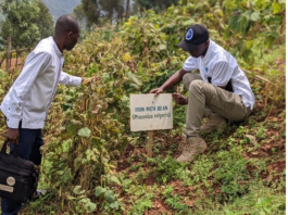 Rwanda’s school meals initiative drives higher income for local farmers