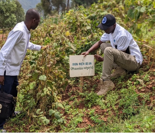 Rwanda’s school meals initiative drives higher income for local farmers