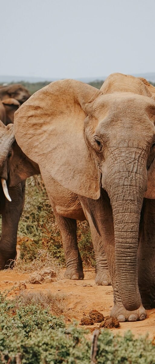 Elephants