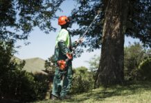 How proper pruning improves food production and home gardening in Zambia during winter