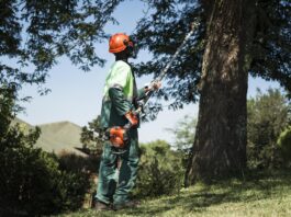How proper pruning improves food production and home gardening in Zambia during winter