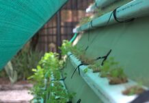 New pilot supports youth-owned micro-farms to fight unemployment and food insecurity
