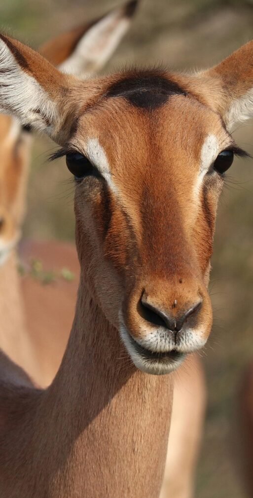 Impala