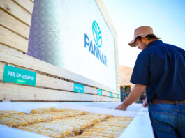 Pioneer and Pannar Double Down on Agricultural Resilience at NAMPO Harvest Day