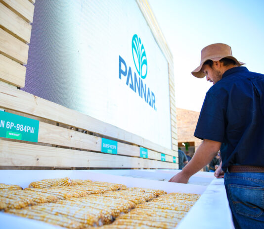 Pioneer and Pannar Double Down on Agricultural Resilience at NAMPO Harvest Day