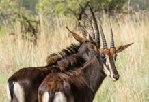 Op-Ed: Famous Comeback or Ecological Quandary – Bluebuck Revival Sparks Questions around Species Conservation