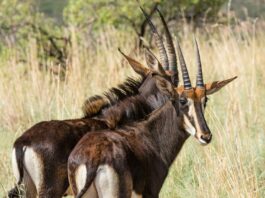 Op-Ed: Famous Comeback or Ecological Quandary – Bluebuck Revival Sparks Questions around Species Conservation