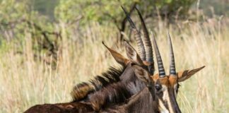 Op-Ed: Famous Comeback or Ecological Quandary – Bluebuck Revival Sparks Questions around Species Conservation