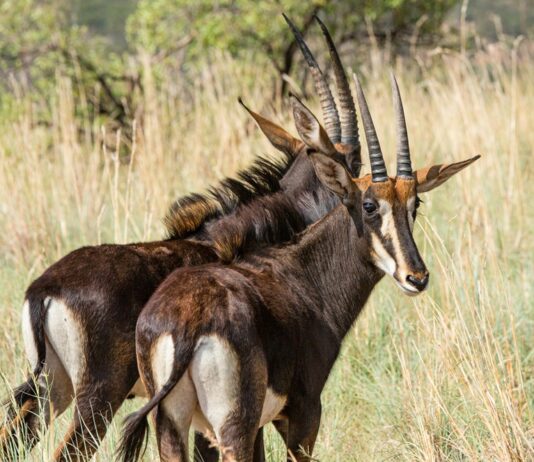 Op-Ed: Famous Comeback or Ecological Quandary – Bluebuck Revival Sparks Questions around Species Conservation