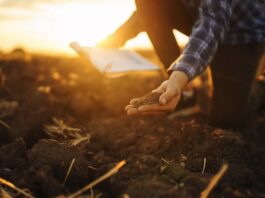 Why nutrient efficiency, not input volume, determines profit on farm