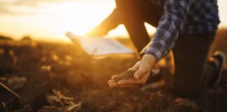 Why nutrient efficiency, not input volume, determines profit on farm
