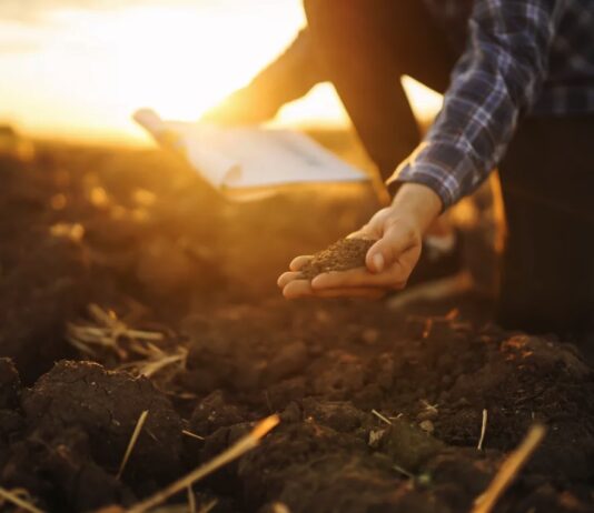 Why nutrient efficiency, not input volume, determines profit on farm