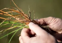 Syngenta launches world’s first selective herbicide to control resistant grass weeds