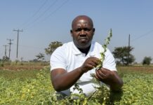 ICRISAT, partners scale up climate-resilient chickpea production in Southern Africa